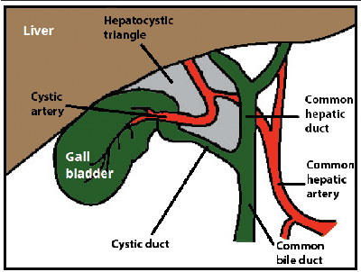 Figure 1 for Automated Assessment of Critical View of Safety in Laparoscopic Cholecystectomy