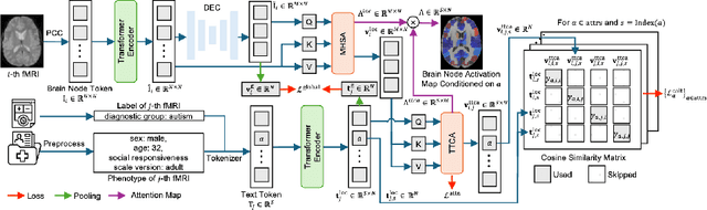 Figure 1 for NeuroLIP: Interpretable and Fair Cross-Modal Alignment of fMRI and Phenotypic Text