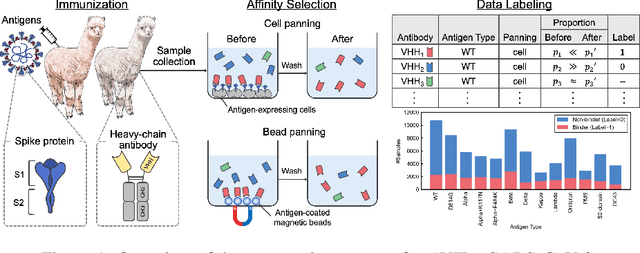 Figure 2 for A SARS-CoV-2 Interaction Dataset and VHH Sequence Corpus for Antibody Language Models