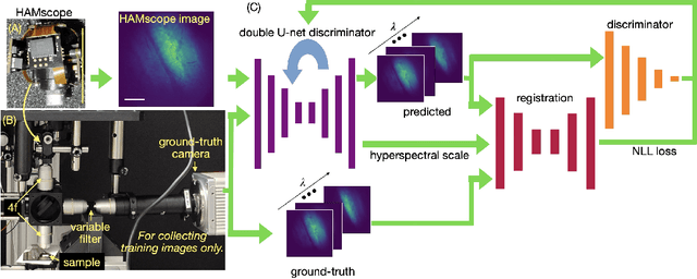 Figure 1 for HAMscope: a snapshot Hyperspectral Autofluorescence Miniscope for real-time molecular imaging