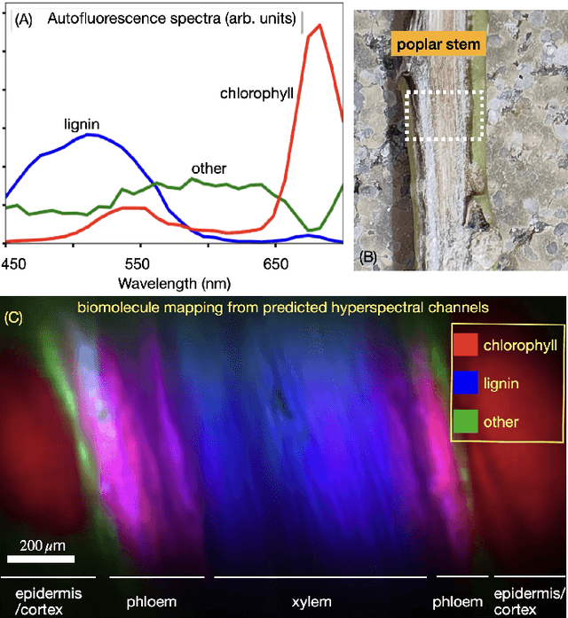 Figure 3 for HAMscope: a snapshot Hyperspectral Autofluorescence Miniscope for real-time molecular imaging