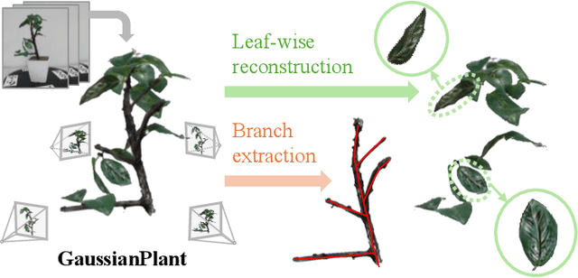 Figure 1 for GaussianPlant: Structure-aligned Gaussian Splatting for 3D Reconstruction of Plants