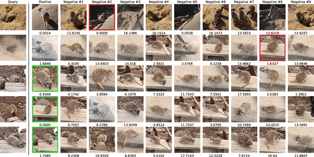 Figure 4 for Recurrence over Video Frames  for the Re-identification of Meerkats