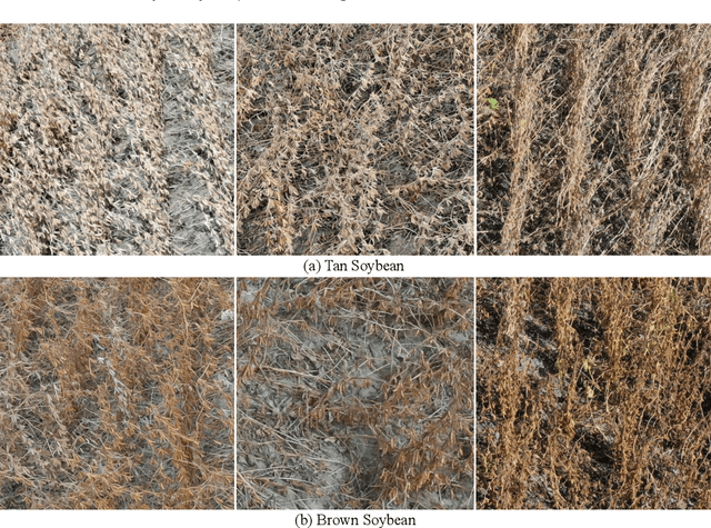 Figure 1 for SoybeanNet: Transformer-Based Convolutional Neural Network for Soybean Pod Counting from Unmanned Aerial Vehicle (UAV) Images