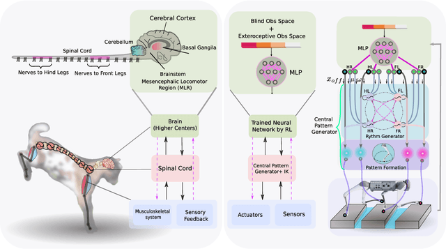 Figure 1 for DeepTransition: Viability Leads to the Emergence of Gait Transitions in Learning Anticipatory Quadrupedal Locomotion Skills