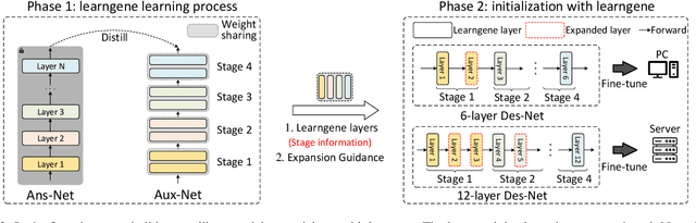 Figure 3 for Exploring Learngene via Stage-wise Weight Sharing for Initializing Variable-sized Models
