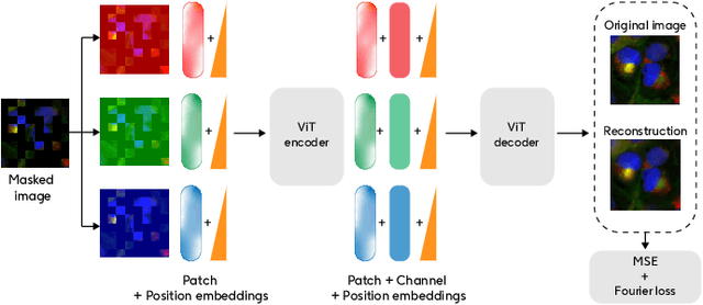Figure 2 for Out-of-distribution evaluations of channel agnostic masked autoencoders in fluorescence microscopy