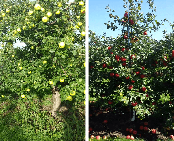 Figure 4 for Exploring the Effectiveness of Dataset Synthesis: An application of Apple Detection in Orchards