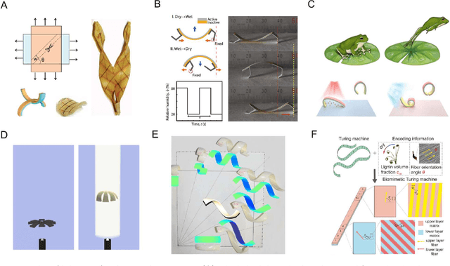 Figure 1 for Harnessing Discrete Differential Geometry: A Virtual Playground for the Bilayer Soft Robotics