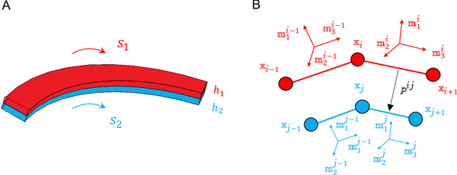 Figure 3 for Harnessing Discrete Differential Geometry: A Virtual Playground for the Bilayer Soft Robotics