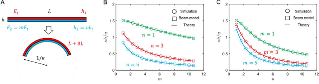 Figure 4 for Harnessing Discrete Differential Geometry: A Virtual Playground for the Bilayer Soft Robotics