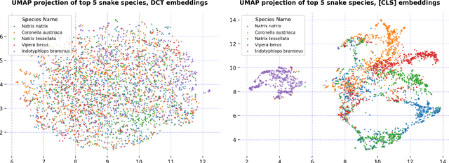 Figure 1 for Transfer Learning with Self-Supervised Vision Transformers for Snake Identification