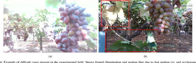 Figure 4 for AgriSORT: A Simple Online Real-time Tracking-by-Detection framework for robotics in precision agriculture