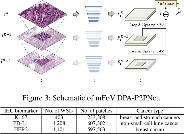 Figure 4 for Deformable Proposal-Aware P2PNet: A Universal Network for Cell Recognition under Point Supervision