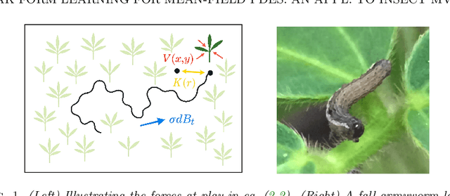 Figure 1 for Weak Form Learning for Mean-Field Partial Differential Equations: an Application to Insect Movement
