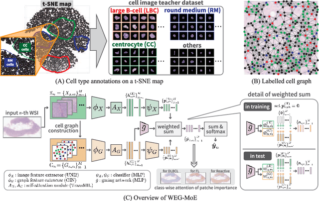 Figure 3 for Explainable Classifier for Malignant Lymphoma Subtyping via Cell Graph and Image Fusion