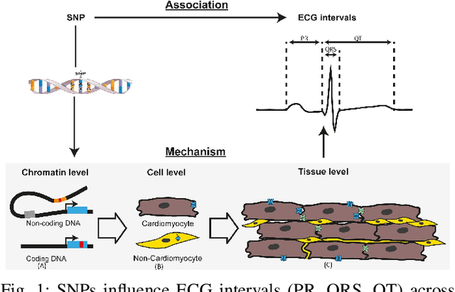 Figure 1 for How Effectively Can Large Language Models Connect SNP Variants and ECG Phenotypes for Cardiovascular Risk Prediction?
