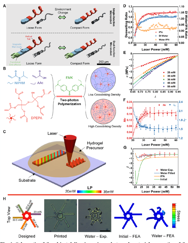 Figure 1 for Shape-programmable Adaptive Multi-material Microrobots for Biomedical Applications
