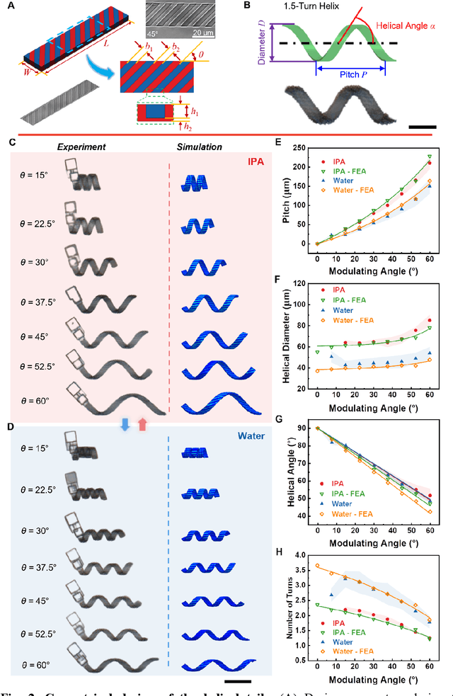 Figure 2 for Shape-programmable Adaptive Multi-material Microrobots for Biomedical Applications