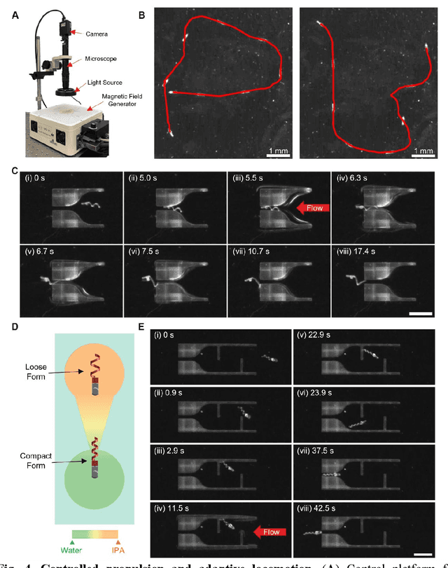 Figure 3 for Shape-programmable Adaptive Multi-material Microrobots for Biomedical Applications