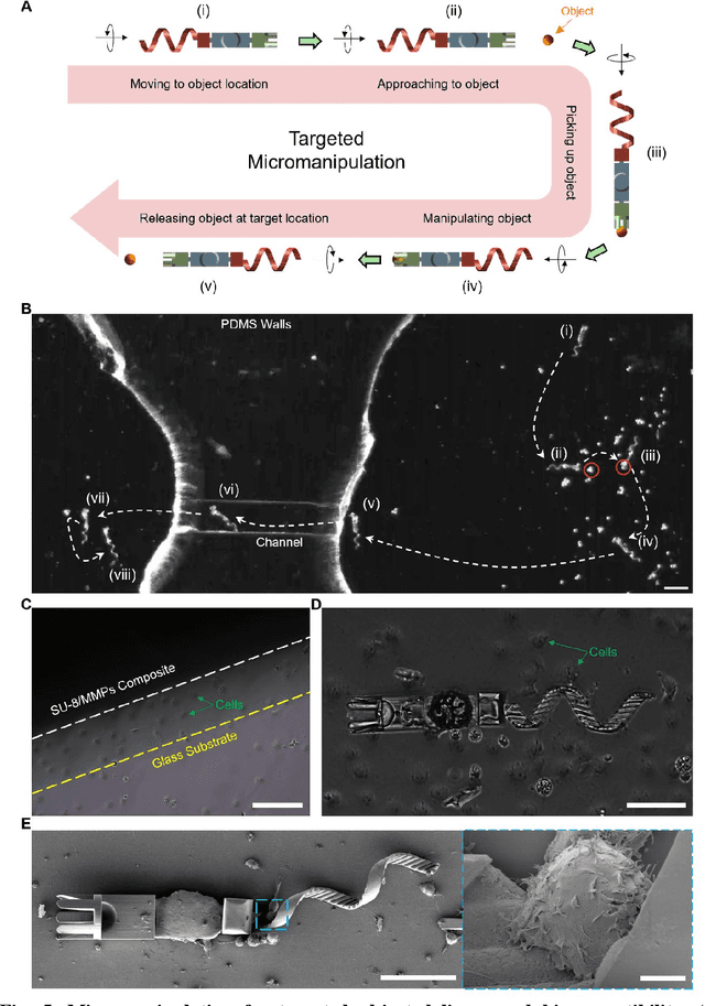 Figure 4 for Shape-programmable Adaptive Multi-material Microrobots for Biomedical Applications