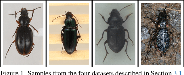 Figure 1 for BeetleVerse: A study on taxonomic classification of ground beetles