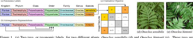 Figure 1 for BioCLIP: A Vision Foundation Model for the Tree of Life