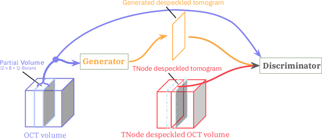 Figure 2 for Probabilistic volumetric speckle suppression in OCT using deep learning