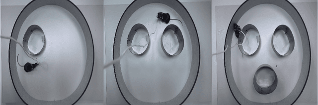 Figure 1 for Topology of cognitive maps