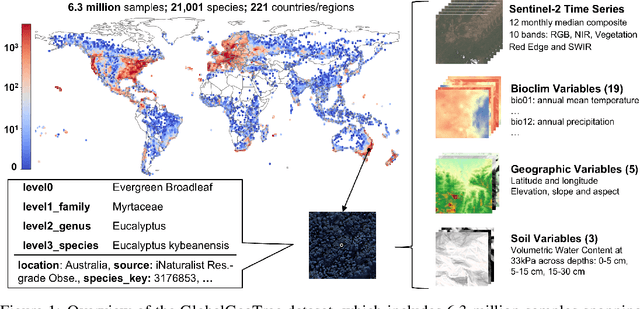 Figure 1 for GlobalGeoTree: A Multi-Granular Vision-Language Dataset for Global Tree Species Classification