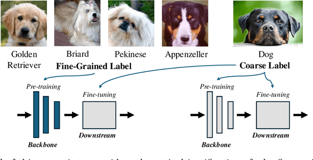 Figure 1 for Why Fine-grained Labels in Pretraining Benefit Generalization?