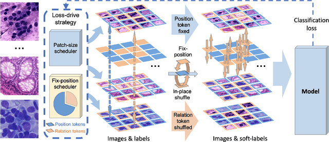 Figure 2 for CellMix: A General Instance Relationship based Method for Data Augmentation Towards Pathology Image Analysis