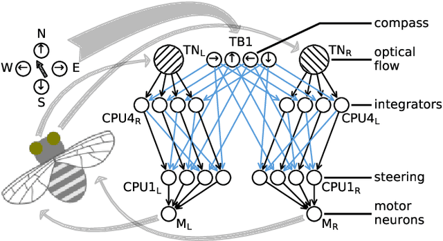 Figure 3 for Emulating insect brains for neuromorphic navigation