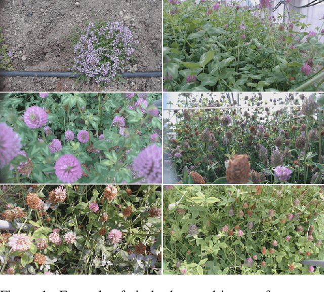 Figure 1 for Motion Informed Object Detection of Small Insects in Time-lapse Camera Recordings