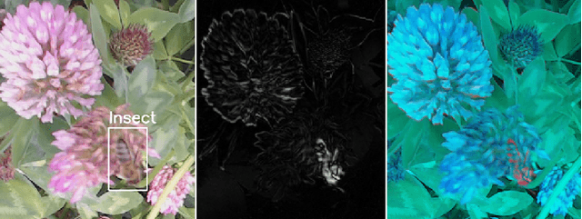 Figure 3 for Motion Informed Object Detection of Small Insects in Time-lapse Camera Recordings