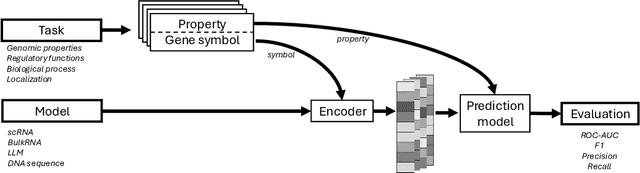 Figure 1 for Does your model understand genes? A benchmark of gene properties for biological and text models