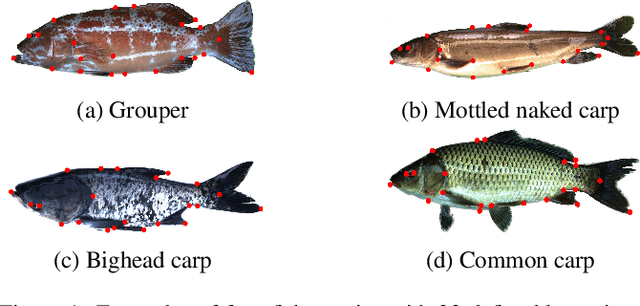 Figure 1 for Benchmarking Fish Dataset and Evaluation Metric in Keypoint Detection -- Towards Precise Fish Morphological Assessment in Aquaculture Breeding