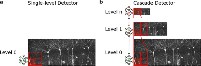 Figure 1 for Cascade Detector Analysis and Application to Biomedical Microscopy