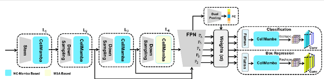 Figure 1 for CellMamba: Adaptive Mamba for Accurate and Efficient Cell Detection
