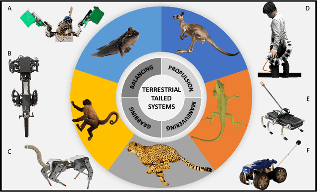 Figure 1 for The Effect of Tail Stiffness on a Sprawling Quadruped Locomotion