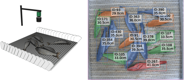 Figure 1 for AutoFish: Dataset and Benchmark for Fine-grained Analysis of Fish