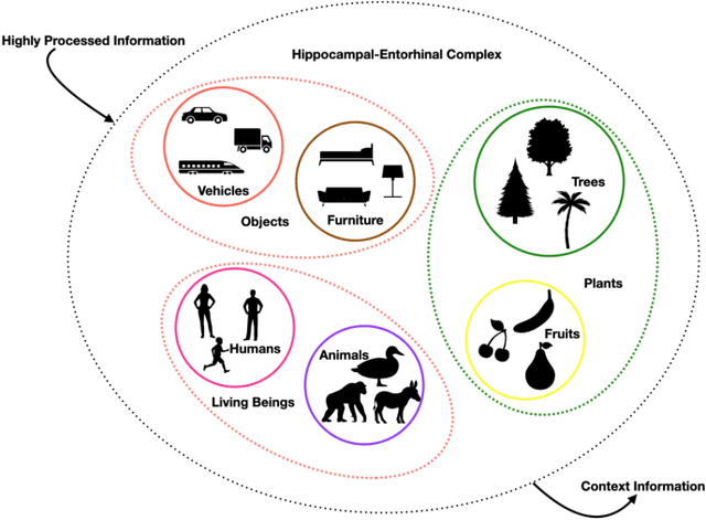 Figure 1 for Conceptual Cognitive Maps Formation with Neural Successor Networks and Word Embeddings