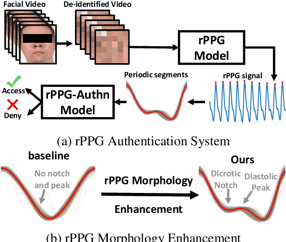 Figure 1 for Biometric Authentication Based on Enhanced Remote Photoplethysmography Signal Morphology