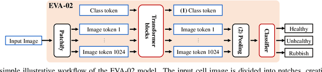 Figure 1 for Towards Improved Cervical Cancer Screening: Vision Transformer-Based Classification and Interpretability
