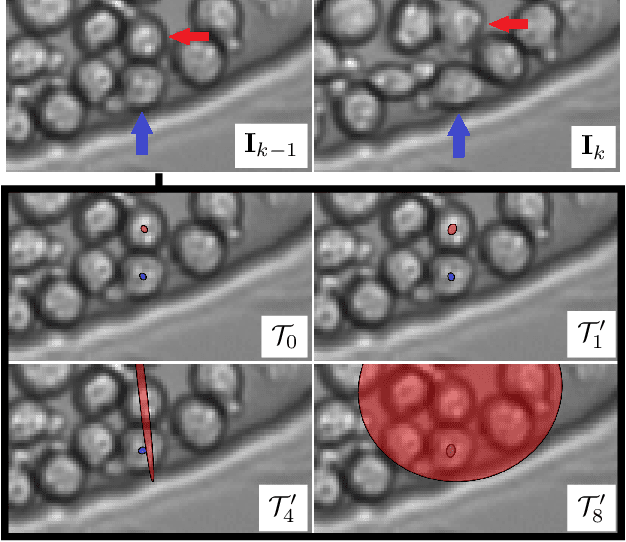 Figure 1 for Cell Tracking according to Biological Needs -- Strong Mitosis-aware Random-finite Sets Tracker with Aleatoric Uncertainty