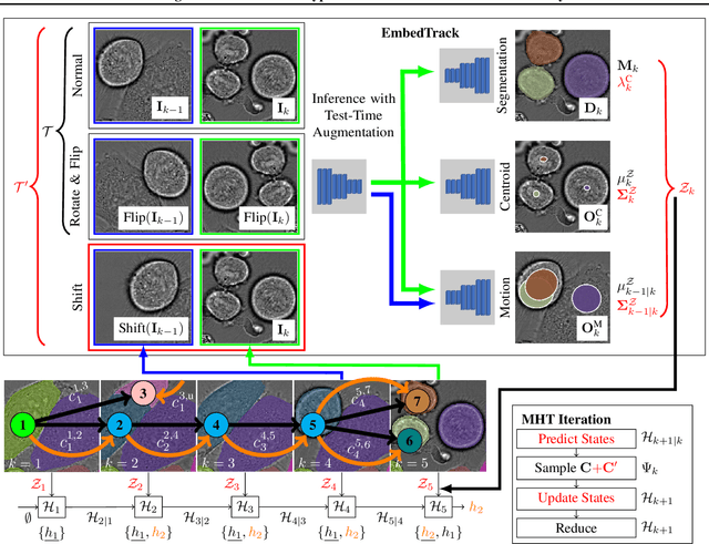 Figure 3 for Cell Tracking according to Biological Needs -- Strong Mitosis-aware Random-finite Sets Tracker with Aleatoric Uncertainty