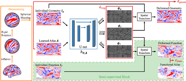 Figure 1 for Joint cortical registration of geometry and function using semi-supervised learning