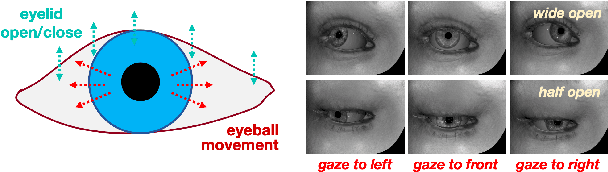 Figure 1 for CondSeg: Ellipse Estimation of Pupil and Iris via Conditioned Segmentation