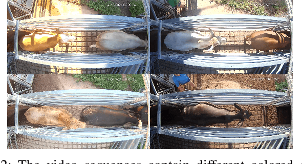 Figure 2 for CattleEyeView: A Multi-task Top-down View Cattle Dataset for Smarter Precision Livestock Farming