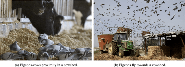 Figure 1 for Individual Variation Affects Outbreak Magnitude and Predictability in an Extended Multi-Pathogen SIR Model of Pigeons Vising Dairy Farms